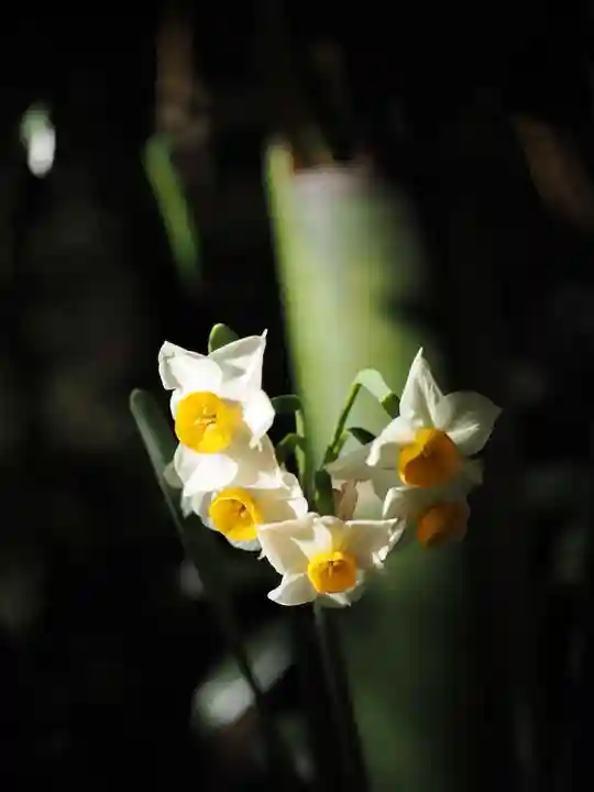 赤坂氷川神社(東京都)