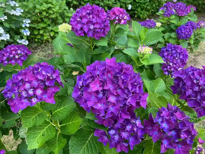 蓮華峯寺(新潟県)