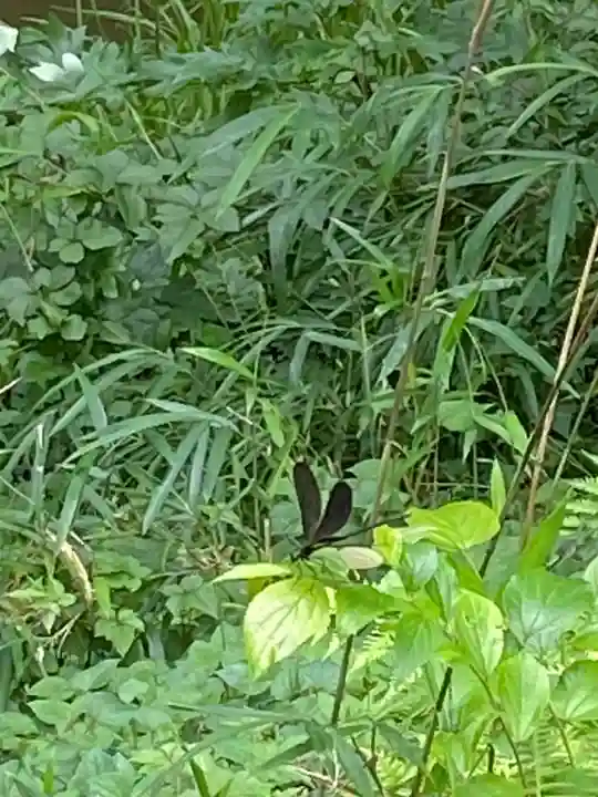 鷲宮神社の動物
