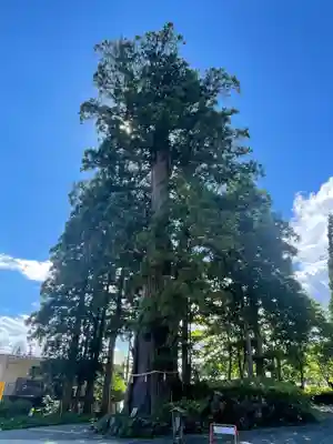 戸隠神社中社(長野県)
