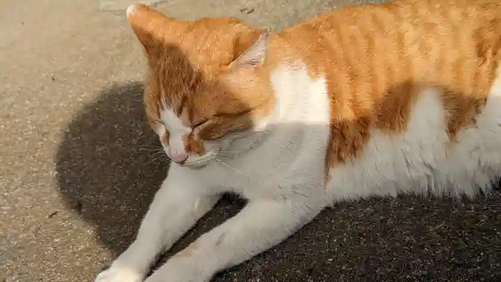 乗願寺(京都府)