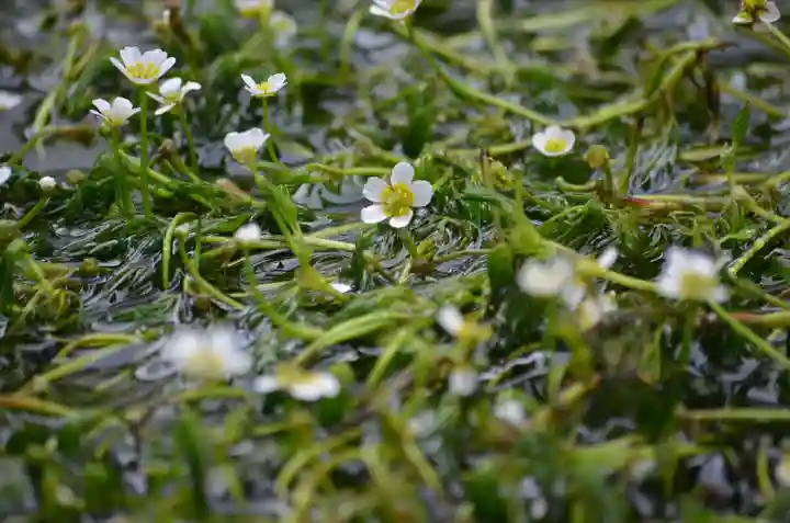 加茂神社(滋賀県)