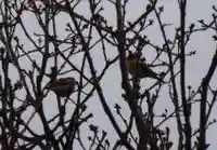 留辺蘂神社の動物