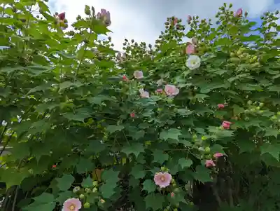 妙蓮寺(京都府)
