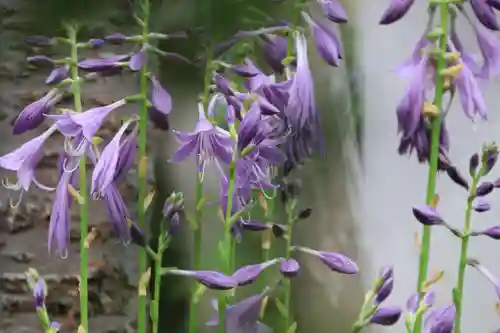 開成山大神宮の自然