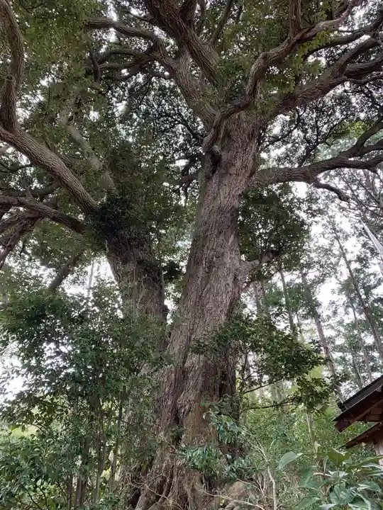 白山神社の自然
