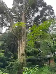 草部吉見神社(熊本県)