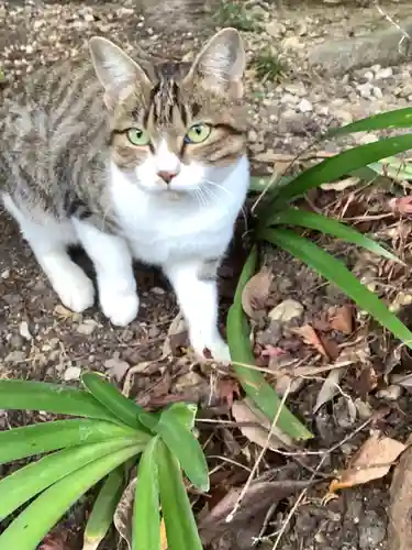 玉野御嶽神社の動物