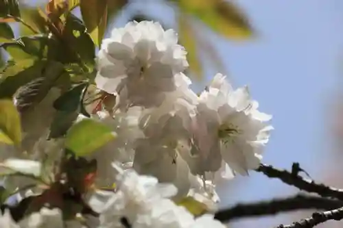 磐椅神社の自然