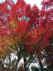 賀茂別雷神社（上賀茂神社）(京都府)