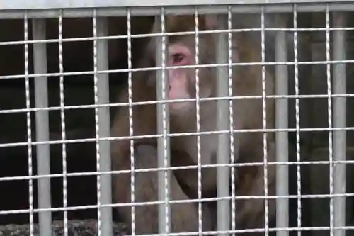 日吉大社の動物