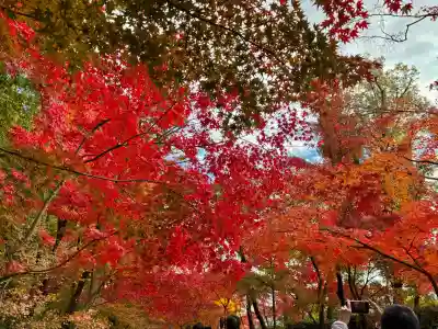 光明寺（粟生光明寺）の{uncategorized: "未分類", other: "その他", undefined: "問題あり", building: "その他建物", grave: "お墓", sacred_gate: "鳥居", guardian: "狛犬", statue: "像", buddha: "仏像", history: "歴史", nature: "自然", garden: "庭園", animal: "動物", pagoda: "塔", temizu: "手水舎", mountain_gate: "山門・神門", sanctuary: "本殿・本堂", subordinate: "末社・摂社", art: "芸術", scenery: "景色", jizo: "地蔵", ema: "絵馬", goshuin: "御朱印", omikuji: "おみくじ", items: "授与品その他", amulet: "お守り", goshuincho: "御朱印帳", eats: "食事", festival: "お祭り", votive_dance: "神楽", shichigosan: "七五三参", wedding: "結婚式", experience: "体験その他", initially: "初詣", around: "周辺", anti_infection: "感染症対策"}