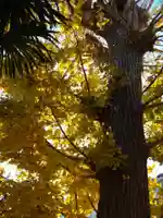 香取神社の自然