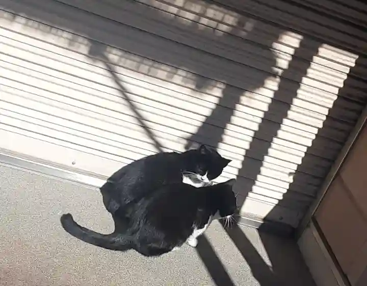 白金氷川神社(東京都)