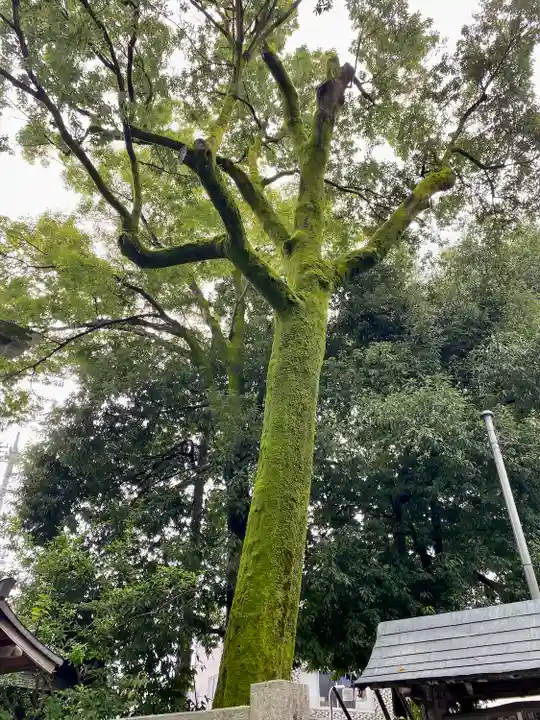 秩父神社の自然