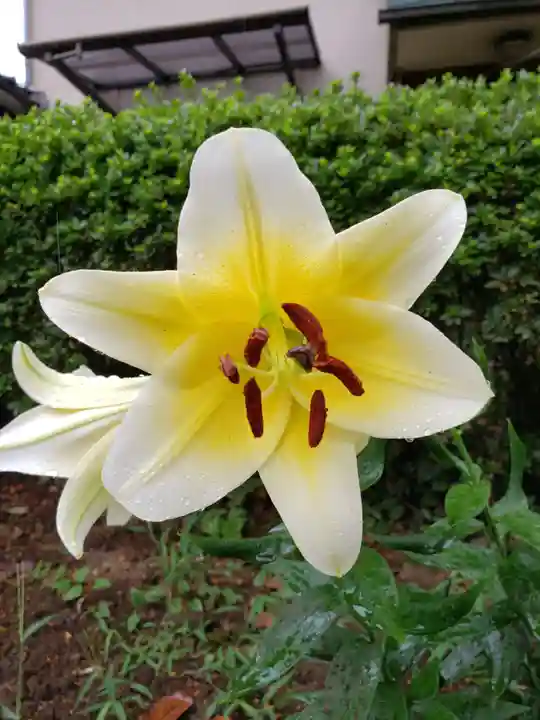 本郷氷川神社の自然
