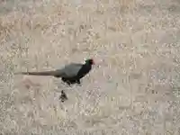 香取大神社の動物