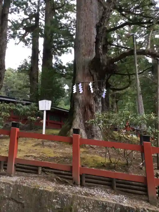 日光二荒山神社の自然