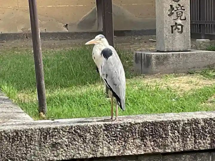 東寺(教王護国寺)の動物