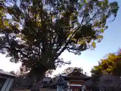 平野神社(京都府)