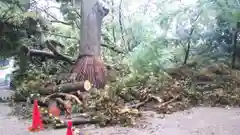 賀茂御祖神社（下鴨神社）の自然