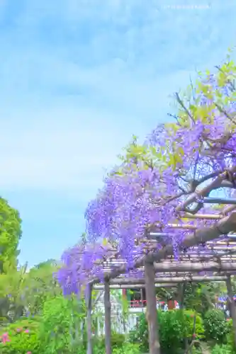 亀戸天神社(東京都)