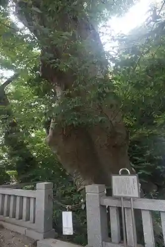 青渭神社の自然