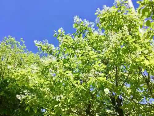 伊奴神社の自然