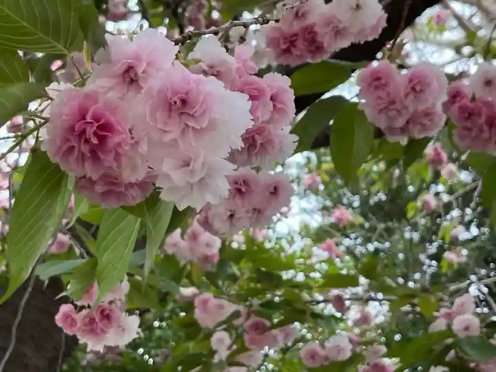 九重神社の{uncategorized: "未分類", other: "その他", undefined: "問題あり", building: "その他建物", grave: "お墓", sacred_gate: "鳥居", guardian: "狛犬", statue: "像", buddha: "仏像", history: "歴史", nature: "自然", garden: "庭園", animal: "動物", pagoda: "塔", temizu: "手水舎", mountain_gate: "山門・神門", sanctuary: "本殿・本堂", subordinate: "末社・摂社", art: "芸術", scenery: "景色", jizo: "地蔵", ema: "絵馬", goshuin: "御朱印", omikuji: "おみくじ", items: "授与品その他", amulet: "お守り", goshuincho: "御朱印帳", eats: "食事", festival: "お祭り", votive_dance: "神楽", shichigosan: "七五三参", wedding: "結婚式", experience: "体験その他", initially: "初詣", around: "周辺", anti_infection: "感染症対策"}