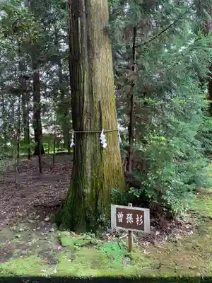 宮原八幡宮の自然