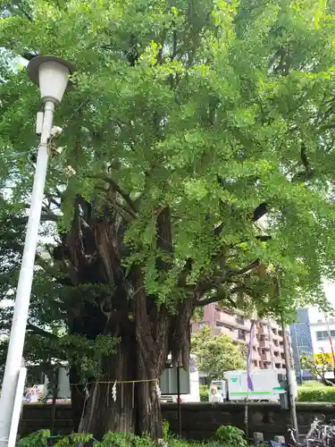 磐井神社の自然