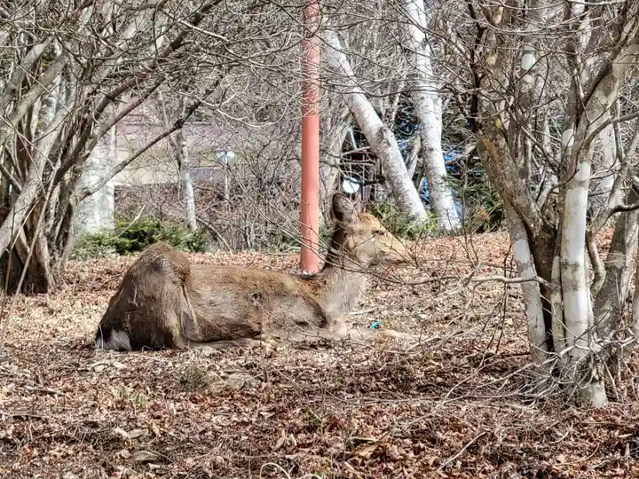 三峯神社(埼玉県)