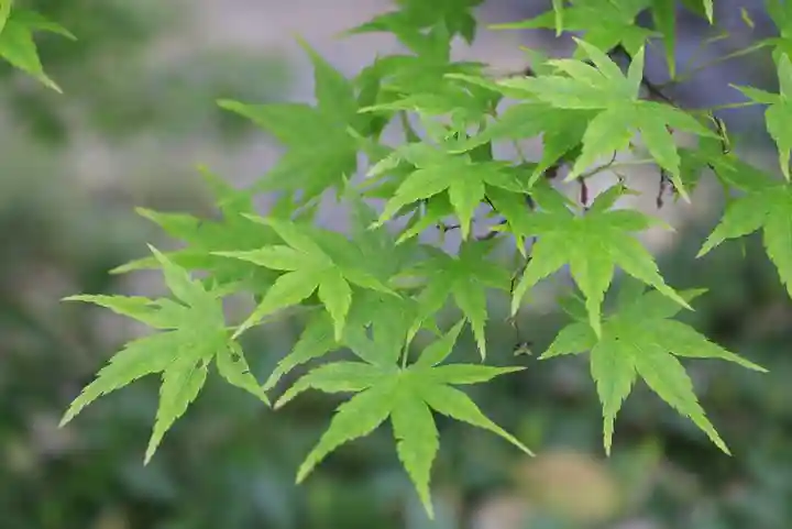 乙訓寺(京都府)