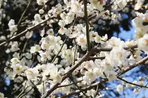くまくま神社(導きの社 熊野町熊野神社)の自然(2022年03月11日(金) 19時16分28秒投稿)
