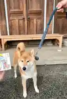 感通寺の御朱印