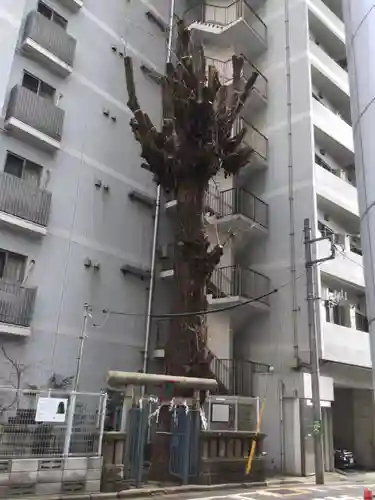 箒銀杏天満宮(東京都)