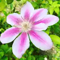 豊景神社の自然