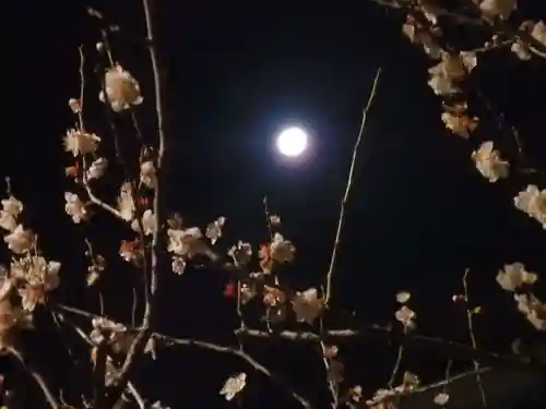 亀戸天神社の自然