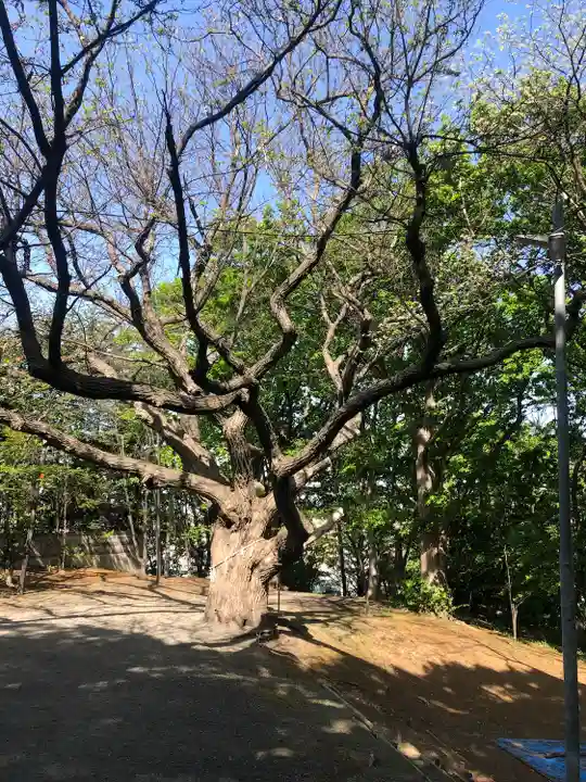 相馬神社の自然