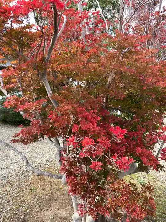 秋田県護國神社の自然
