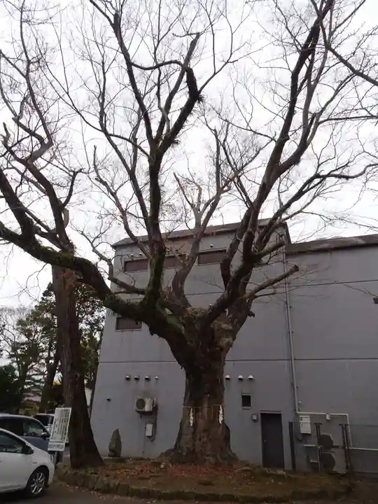 八坂神社の自然