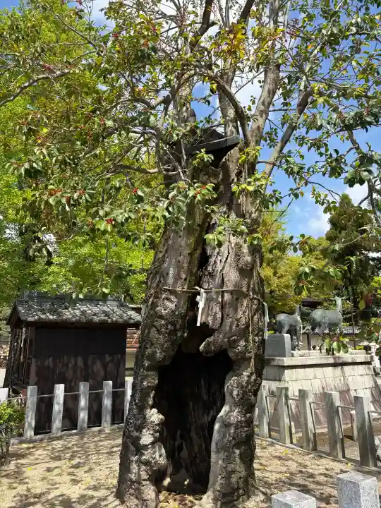 立木神社の{uncategorized: "未分類", other: "その他", undefined: "問題あり", building: "その他建物", grave: "お墓", sacred_gate: "鳥居", guardian: "狛犬", statue: "像", buddha: "仏像", history: "歴史", nature: "自然", garden: "庭園", animal: "動物", pagoda: "塔", temizu: "手水舎", mountain_gate: "山門・神門", sanctuary: "本殿・本堂", subordinate: "末社・摂社", art: "芸術", scenery: "景色", jizo: "地蔵", ema: "絵馬", goshuin: "御朱印", omikuji: "おみくじ", items: "授与品その他", amulet: "お守り", goshuincho: "御朱印帳", eats: "食事", festival: "お祭り", votive_dance: "神楽", shichigosan: "七五三参", wedding: "結婚式", experience: "体験その他", initially: "初詣", around: "周辺", anti_infection: "感染症対策"}