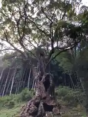 武雄神社の自然