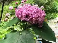 国宝 長寿寺の自然