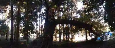 鹿島神社の自然