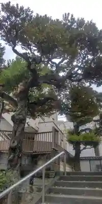 薬王寺(東京都)