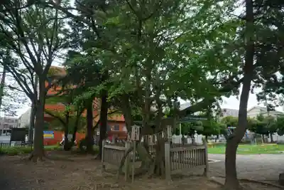 湊新田胡録神社の自然
