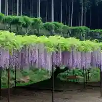 天台宗 五大山 白毫寺の自然