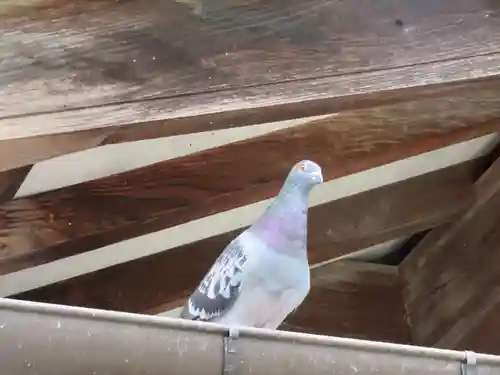 今市報徳二宮神社の動物