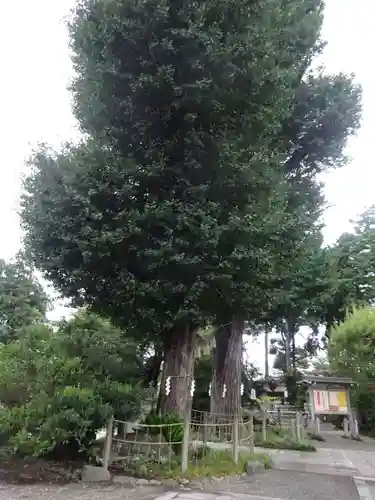 亀ケ池八幡宮の自然